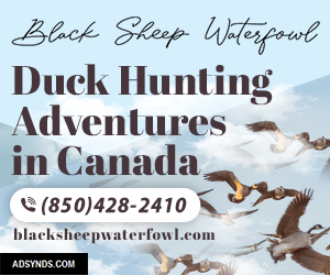 Black Sheep Waterfowl Duck Hunting